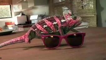 变色龙在线观看,揭秘自然界变色大师的奥秘与魅力